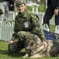 Vojska Srbije ima najlepšu ženku šarplaninca: Na Državnom prvenstvu vojni psi osvojili šest pehara