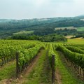 Drevna tajna iz Toskane menja istoriju vina: Naučnici otkrili da je čuveni vinski region nekada bio poznat po belom grožđu