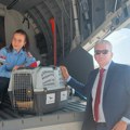 Feliks se vratio kući! Preživeo otmicu i švercere, a sada vojnim avionom stigao u Srbiju: Orao krstaš, posle dramatične…