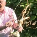 Mašala koliki je kod Prnjavora uzgojen beli luk od čak pola kilograma ašovom ga vadili iz zemlje (video)