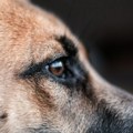 Muškarac (55) umro nakon ugriza nemačkog ovčara, vlasnik psa uhapšen zbog sumnje za ubistvo