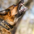 Policijski psi pobegli iz doma svog trenera i povredili dve osobe!