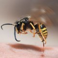 Čoveka napao roj pčela, uboden 2.000 puta: Jedna scena šokirala je i iskusne spasioce