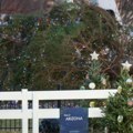 Srušilo se američko nacionalno božićno drvo