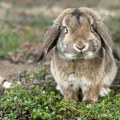 Pronađen zec iz Pančeva za kog su nudili nagradu od 300 evra: Živ je, zdrav i kod kuće,