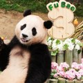 (VIDEO) Dirljiv oproštaj cele zemlje od bebe pande: Višesatna čekanja zbog ljubimčeta nacije