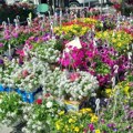Na ovonedeljnoj Cvetnoj pijaci, cveće možete kupiti i "zaraditi", a bićete u prilici i da podržite osobe sa autizmom
