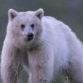 Ženka retkog belog grizlija stradala u sudaru! Sa njom uginuli i mladunci (video)