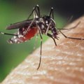 Najavljeni tretmani protiv komaraca u Inđiji, preparati opasni za pčele