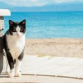 Neverovatna scena u Bečićima! Pogledajte šta su dve mačke dovukle na plažu, ljudi gledaju i vrište od smeha