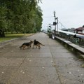 Ministarstvo odbrane prodaje „suvišne i rashodovane službene pse“: Cene od 400 do 3.000 dinara, građani negoduju i…