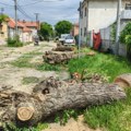 Posečeno drveće u Istraskoj ulici