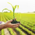 Produktna berza: Kukuruz i uljana repica cenovno stabilni, dok cene pšenice i soje značajno rastu