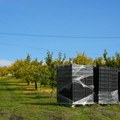 Cveta voće kad mu vreme nije: Klimatske promene sve izraženije; Od 20 tona - samo 20 kilograma kajsije FOTO