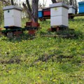Zver se spustila među ljude! Ponovni napad na Staroj planini, pčelari očajni