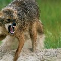 Šakal napao ženu na istoku Rumunije: Meštani je spasli