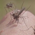 Kod jednog komarca u beogradskoj opštini Čukarica detektovan genom virusa Zapadnog Nila