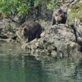 Meče snimljeno kako prelazi put: Ali u Staparima kod Užica to se stalno viđa! Meštani viđaju i mečke sa po dva-tri mečeta…