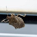 Овде се смрдибубе окупљају пре него што уђу у кућу: Спречите их уз најлашки начин пре захлађења