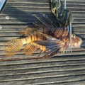Stručnjaci upozoravaju: Opet se pojavila otrovna riba u Jadranu, evo šta raditi