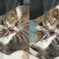 Jedna je majka: Srceparajući snimak mačke koja ne može da se pomiri da su joj dva mladunca uginula: "Ovo je pretužno, ne…