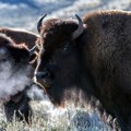 Šutnuo bizona, povredio se, pa ga na kraju – uhapsili