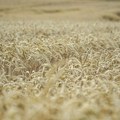 Poljoprivrednici: Žetva pšenice u Srbiji počinje ranije, troškovi će nadmašiti prihode
