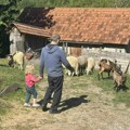 U ovoj kući ne jedu se ni avokado, ni čija semenke Deca Vanje iz Prijepolja odrastaju na kozjem mleku, slanini, belom luku i…