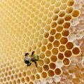 Pčelari u Srbiji odustaju od proizvodnje meda zbog uvezenih falsifikata