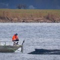Nakon višednevne borbe, nemačke službe odustale od spasavanja kita: Nasukao se, a poznat i razlog zašto više ne mogu da mu…