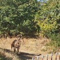 (Foto) Ljudi mislili da je divokoza, pa usledio šok! Nišom luta egzotična životinja iz Afrike: Brz je kao munja, dolazi i do…