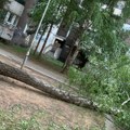 Posledice superoluje u Beogradu Drveće iščupano iz korena u Čukaričkom parku (foto/video)