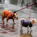 Još jedan grad otkazao novogodišnji vatromet da zaštiti ljubimce: Procenjuje se da njih 5.000 strada u vreme praznika