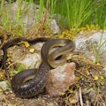 Na više mesta u Novom Pazaru građani primetili zmije duge dva metra: Šta kažu stručnjaci, ima li razloga za zabrinutost?