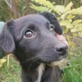 Ne kupuj, udomi malu Zoru! Preživela je pakao za nepuna dva meseca i zaslužuje samo ljubav🐶💚 Ne kupuj, udomi