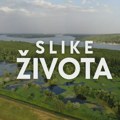 Slike života, nedelja u 15.15h: Pad prirode prestonog grada