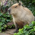 VIDEO Pingvini, veveričasti majmuni i džinovski puž: Kako izgleda godišnje merenje životinja zoo vrta