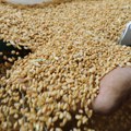 U Srbiji u 2023. godini proizvedeno 3,4 miliona tona pšenice