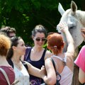 Azil u Lapovu: Oaza za konje koji su preživeli