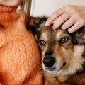 Pet najboljih i najgorih namirnica za pse, prema veterinaru