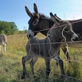 Magarci kao terapija: Pacijenti u psihijatrijskoj bolnici kod Pariza brinu o životinjama i oporavljaju se
