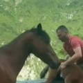 (Video) Uznemireno krdo konja, maleno ždrebe u velikoj nevolji i slučajni prolaznik koji postaje heroj: Snimak koji je…