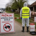 Afrička kuga svinja u Sremskoj Mitrovici: Eutanazirano oko 700 životinja, na snazi vanredna situacija