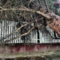 Drveće koje je srušio orkanski vetar u Poljskoj usmrtilo pet osoba