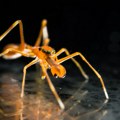 Naučnici našli dokaz da se pauci pretvaraju da su mravi