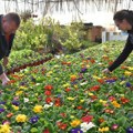 Cvećari se uveliko spremaju za 8. Mart u plastenicima Atile Šoša u Budisavi nema odmora