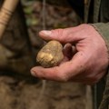 Svuda su oko nas Možda ih imate u dvorištu, a nemate pojma - Potražnja je ogromna, vrede pravo bogatstvo