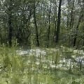 Grad koji je juče pao u selima između Rače i Smederavske Palanke i danas se nije otopio (VIDEO)