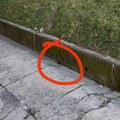 Šokantan video iz centra Sarajeva: Pacovi na ulicama izgledaju k'o mačke, borba sa teškom zarazom ne jenjava