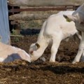 Na tržištu Srbije nema dovoljno teladi, cena žive mere nikada viša